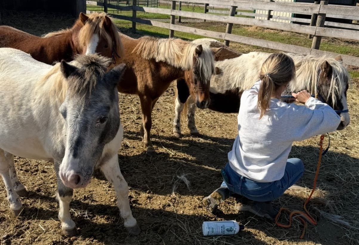 Brushing horses