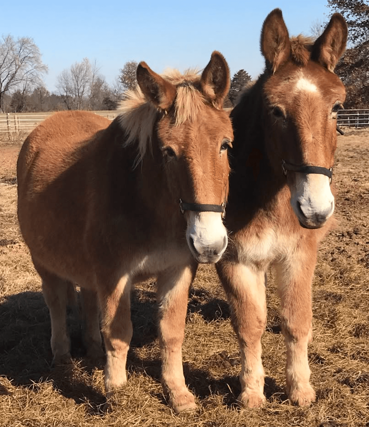 Horses grazing in sanctuary pasture