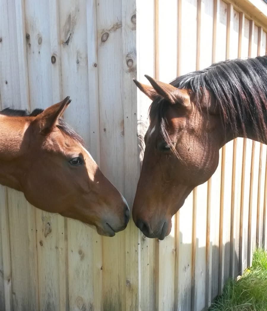 Horses grazing in sanctuary pasture