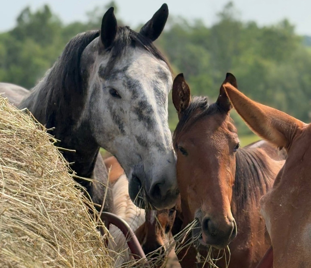 Horse stable facilities